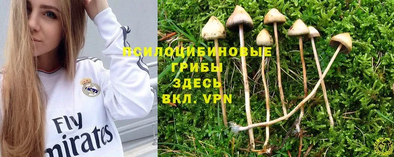 что такое наркотик  Нахабино  omg tor  Псилоцибиновые грибы Psilocybine cubensis 